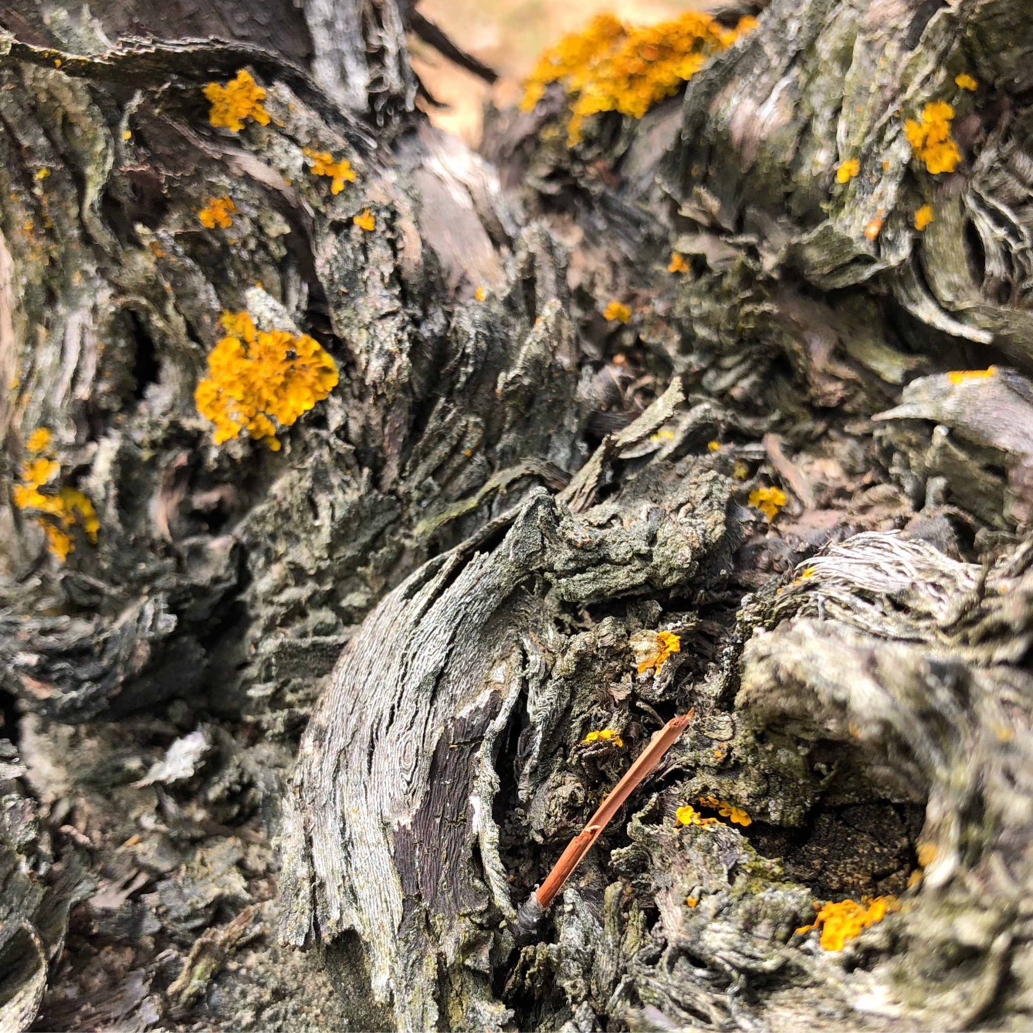 Houston - Barcelona Wine Bar